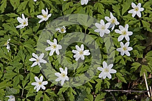 ANEMONE DES BOIS anemone nemorosa