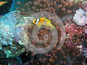Anemone fish