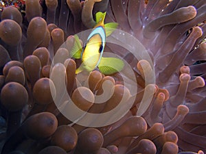 Anemone fish