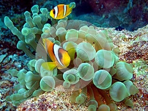 Anemone Fish