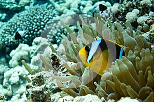 Anemone fish Amphiprioninae in the Red Sea
