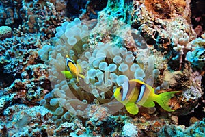 Anemone fish and clown fish