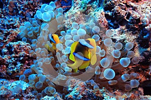 Anemone fish, clown fish,