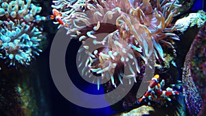 Anemone fish or clown fish. Aquarium or Oceanarium, Fish Tank, Coral Reef, Animals.