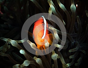 Anemone fish