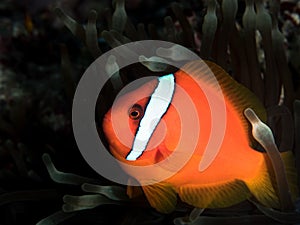 Anemone fish