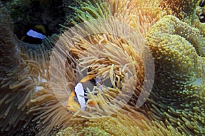 Anemone Fish, great barrier reef, australia