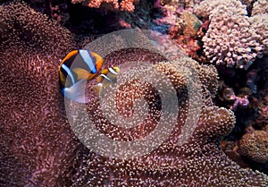 Anemone Fish, great barrier reef, australia