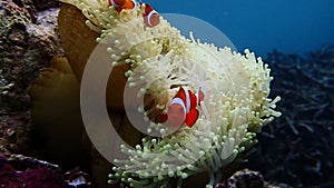 Anemone fish inside an anemone coral