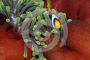 Anemone fish - Nemo