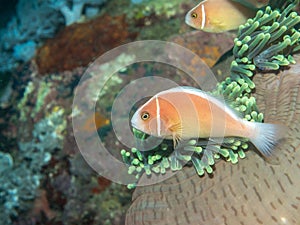 Anemone fish with Sea Anemone