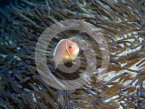 Anemone fish with Sea Anemone