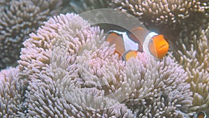 Anemone fish swimming in coral reef in Philippines