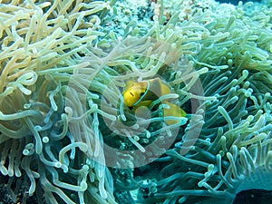 Anemone fish swims under the protection of anemone thickets at the bottom of the Indian Ocean