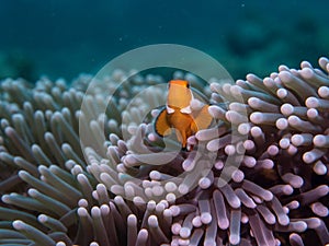 Anemone fish at under the sea