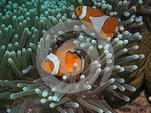 Anemone fish at under the sea