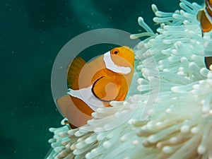 Anemone fish at under the sea