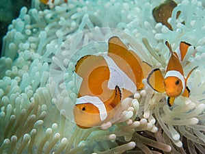 Anemone fish at under the sea