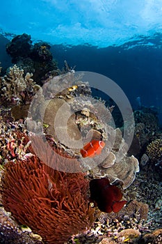 Anemone fishes Indonesia Sulawesi