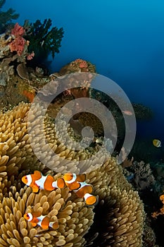 Anemone fishes Indonesia Sulawesi photo