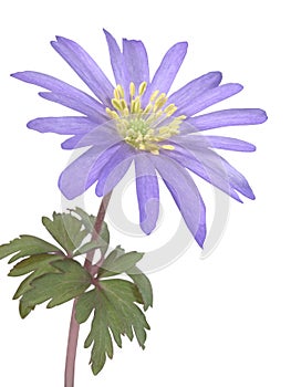 Anemone flower