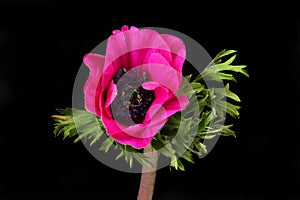 Anemone flower against black