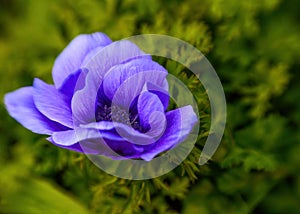 Anemone flower background