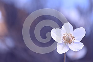 Anemone flower on a delicate background with space for text.
