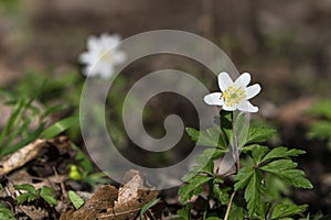 Anemone flower in the forest