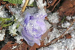 Anemone flower in Spring snow