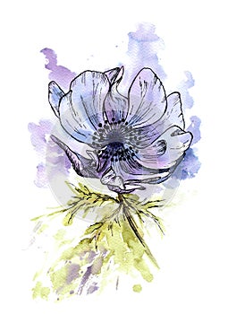 Anemone flower, watercolor illustration, sketh