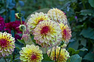 Anemone-flowered dahlia flower photo