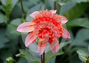 Anemone-flowering dahlia `Totally Tangerine` flower
