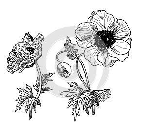 Anemone flowers