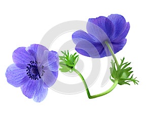 Anemone Flowers