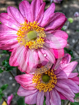 Anemone Flowers