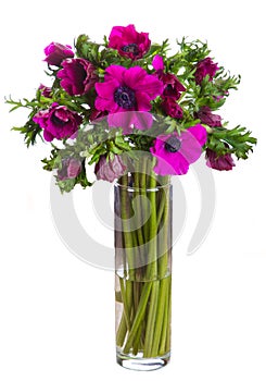 Anemone flowers bouquet isolated