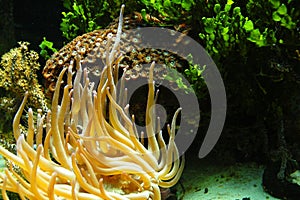 Anemone and foliage underwater