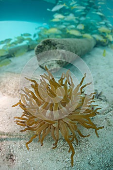 Anemone on Seafloor in Caribbean Sea photo