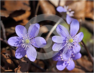 Anemone hepatica.