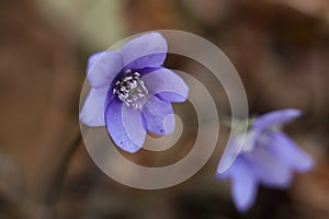 Anemone hepatica, the common hepatica, liverwort, liverleaf, kidneywort, or pennywort photo