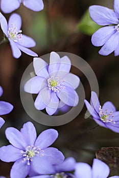 Anemone hepatica, the common hepatica, liverwort, liverleaf, kidneywort, or pennywort photo