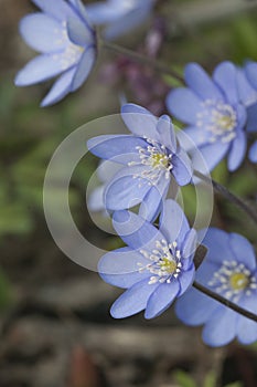 Anemone hepatica flowering in a spring garden