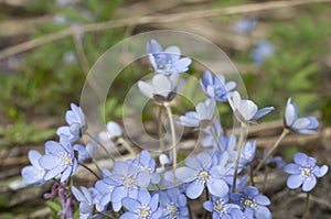 Anemone hepatica flowering in a spring garden