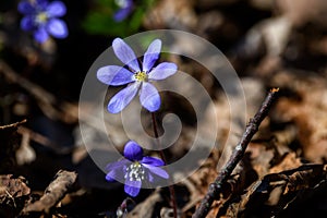 Anemone hepatica flowers in forest
