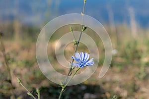 Anemone hepatica, Hepatica nobilis, in bloom. Picture from the island of Veli Losinj, Croatia