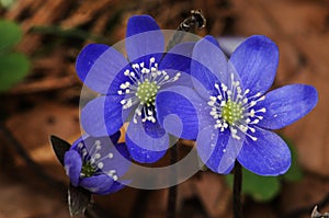 Anemone hepatica; Liverwort in Swiss woodlands