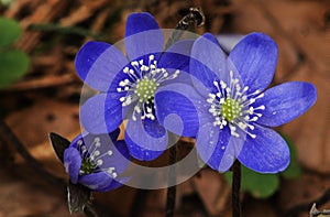 Anemone hepatica; Liverwort in Swiss woodlands