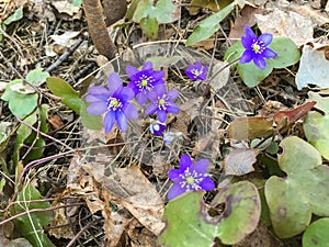 Anemone hepatica and old leaves in forest in spring