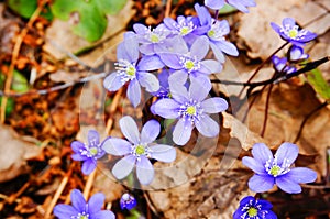 Anemone hepatica in spring